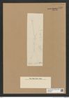 Diatomeae indet. Zeichnungen Sammlung Grunow Nr. 7729 (NHMW-BOT-W0376943)